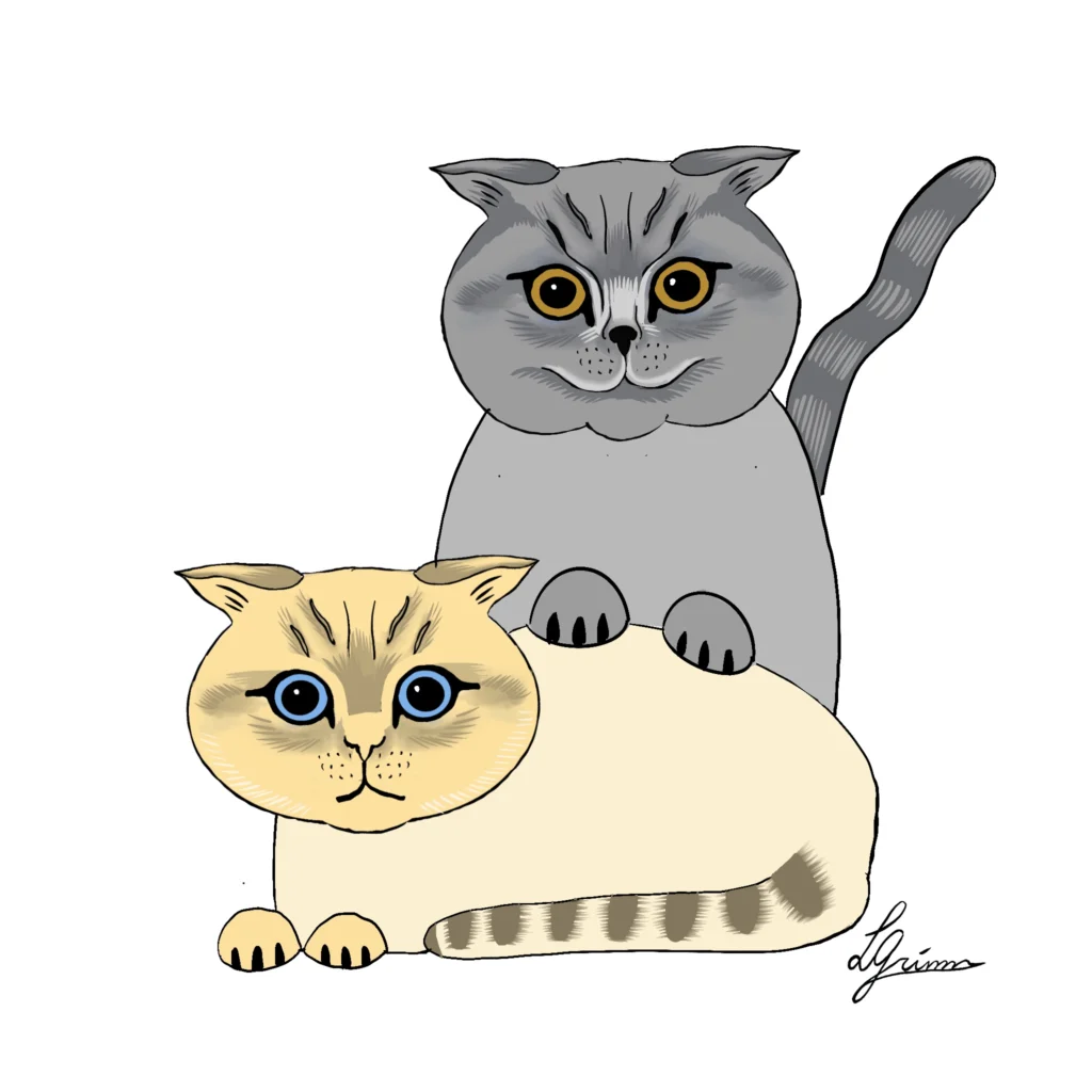 Two fold-eared cats on white: a grey one with amber eyes behind a cream one with blue eyes and a striped tail.