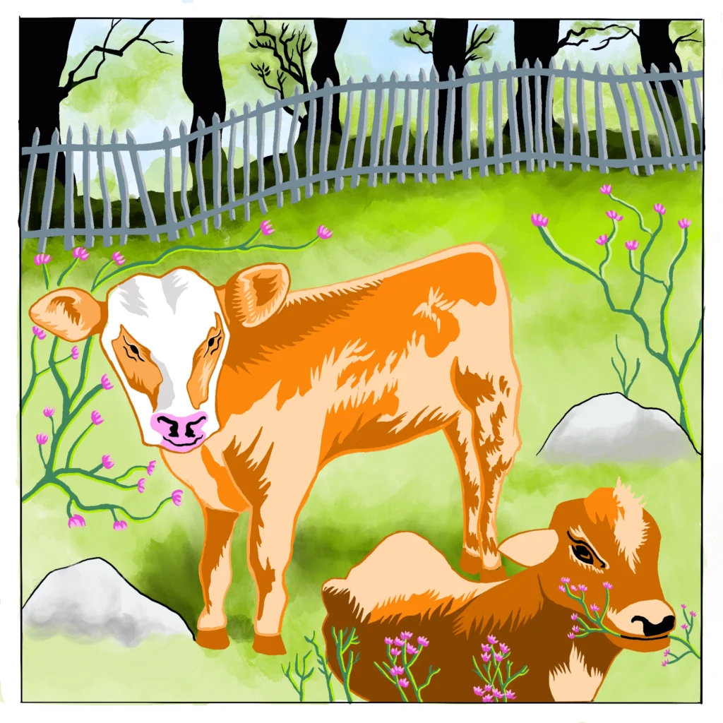 Two orange-and-white calves in a green meadow with pink flowers and grey rocks, a wooden fence and trees behind.